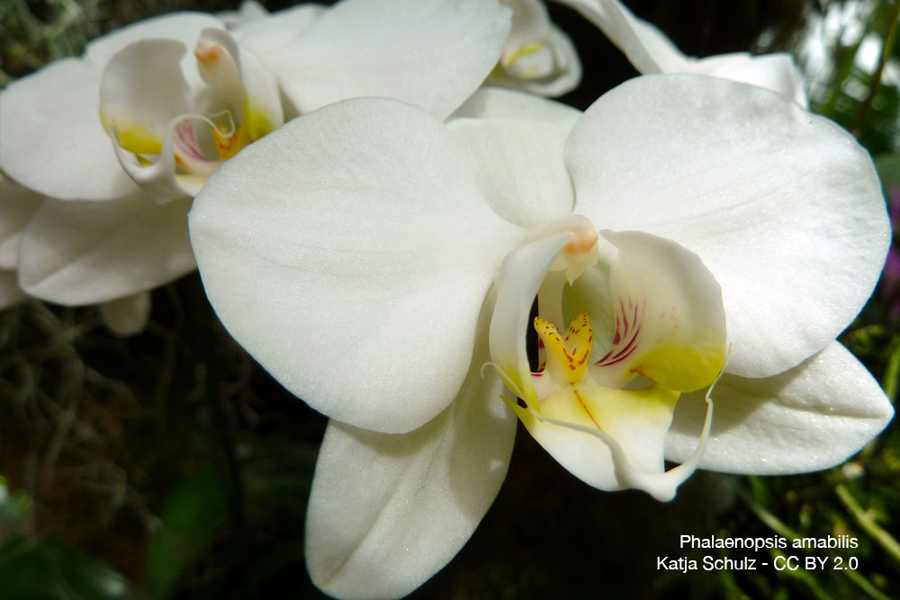 Phalaenopsis amabilis Orchidee Quebec