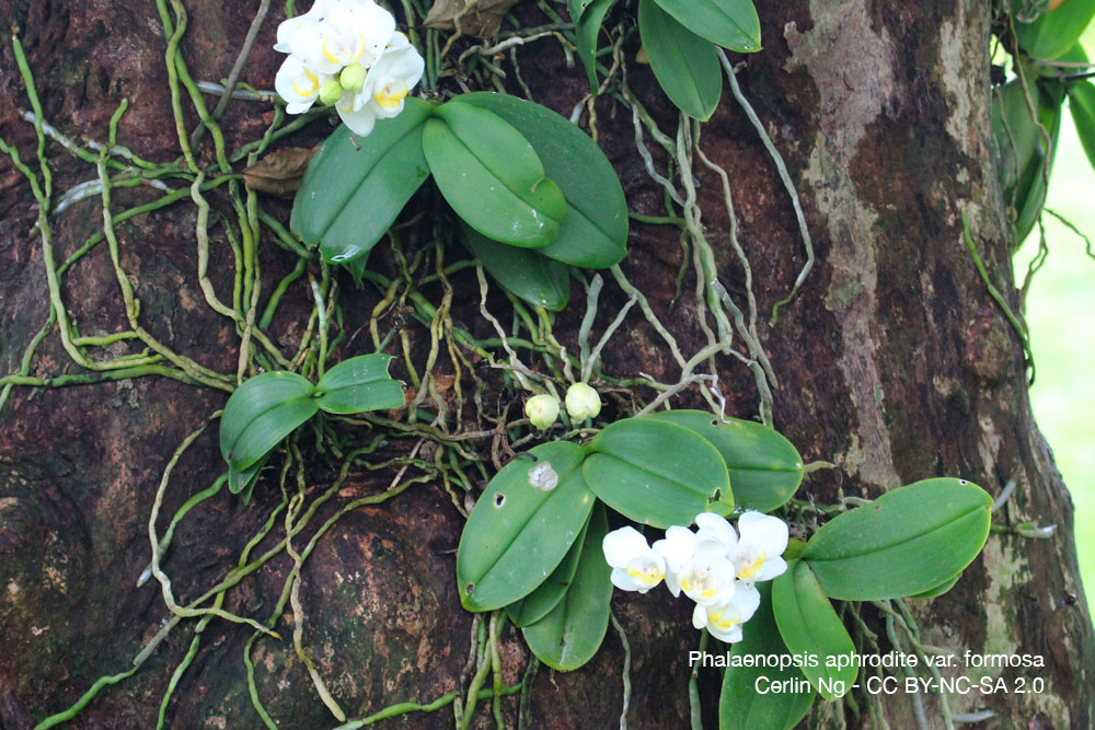 Phalaenopsis aphrodite var. formosa