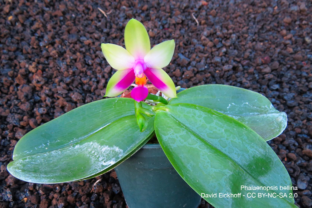 Phalaenopsis bellina Quebec Orchidee
