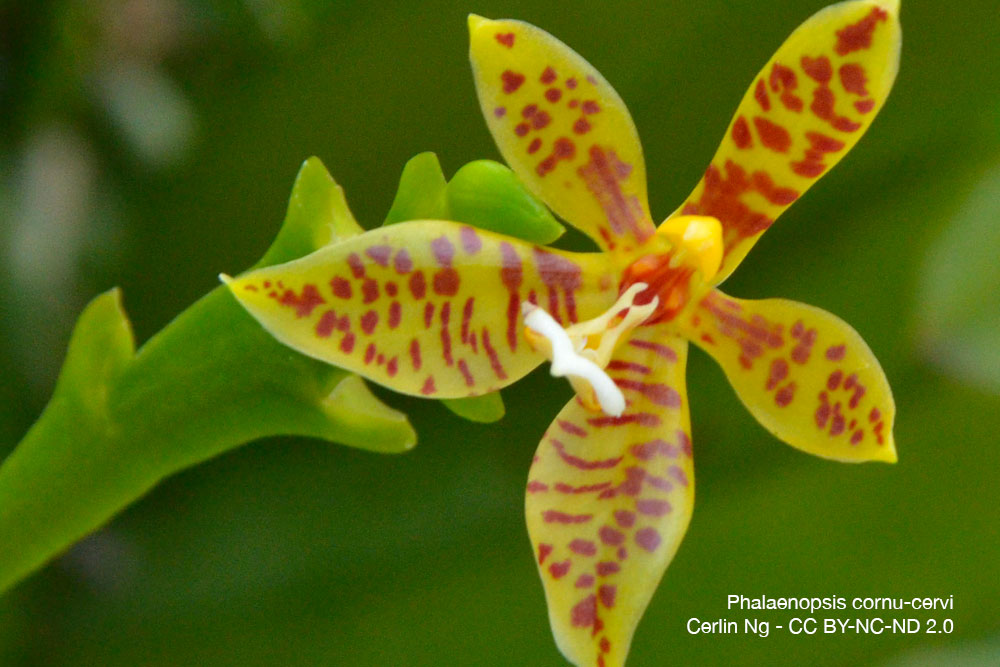 Phalaenopsis cornu cervi Orchidee Quebec