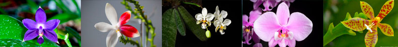 Phalaenopsis culture quebec canada