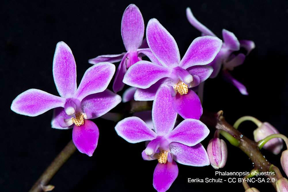 Phalaenopsis equestris Quebec Orchidee