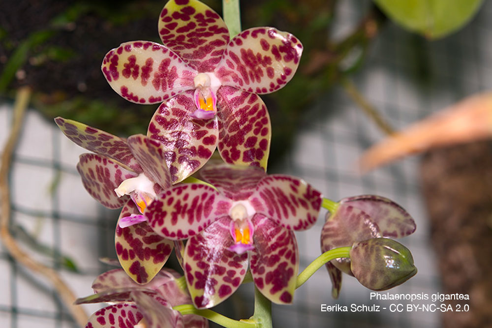 Phalaenopsis gigantea Orchidee Quebec