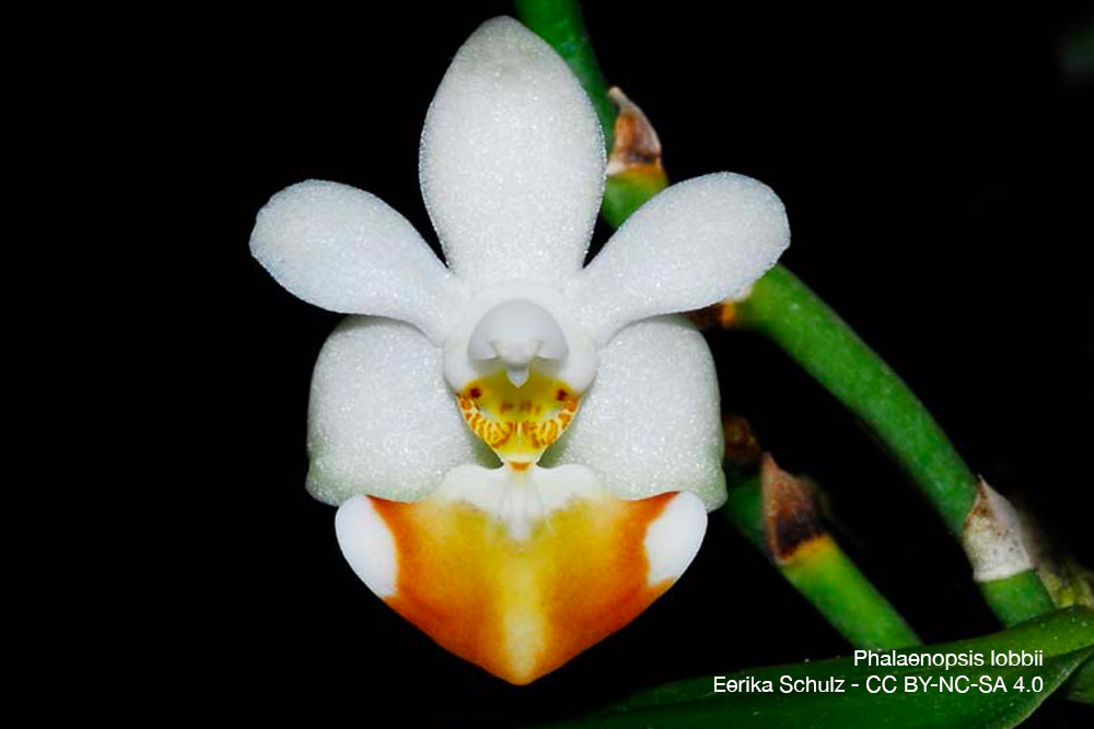 Phalaenopsis lobbii Orchidee Quebec