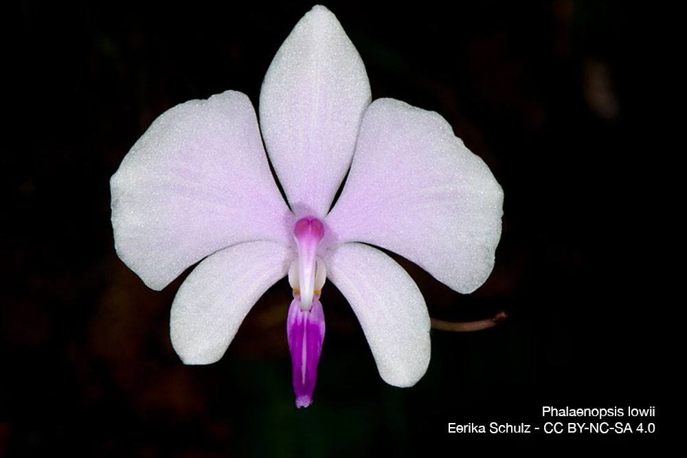 Phalaenopsis lowii Orchidee Quebec