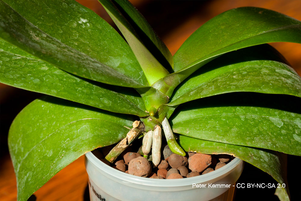 Phalaenopsis racine Orchidee Quebec