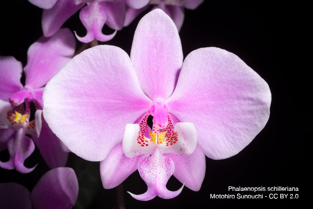 Phalaenopsis schilleriana Quebec Orchidee