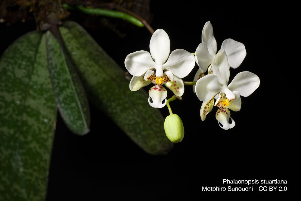 Phalaenopsis stuartiana Orchidee Quebec