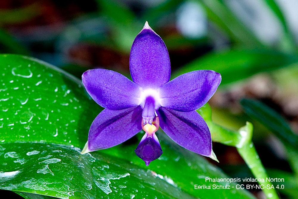 Phalaenopsis violacea Norton Orchidee quebec