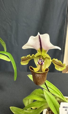 Paphiopedilum spicerianum - Sébastien Légère