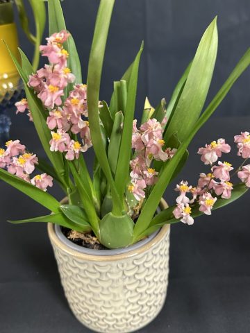 Oncidium twinkle Tsiku Marguerite ct. Romantic Fantasy - Sophie Royer