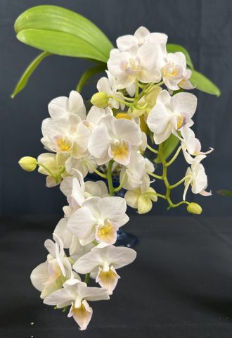 Phalaenopsis Francoise M - Sophie Royer