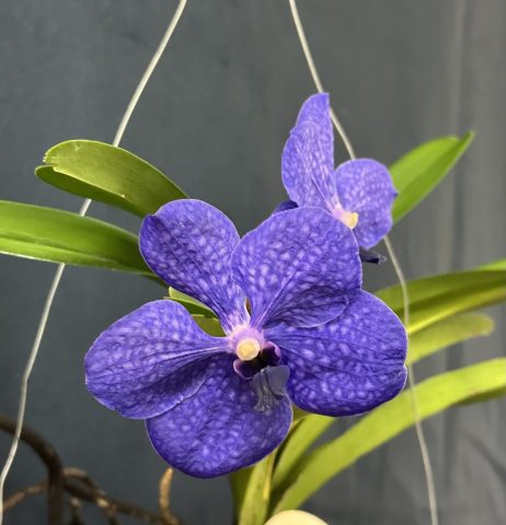 Vanda Pachara Delight - Éric Dumont
