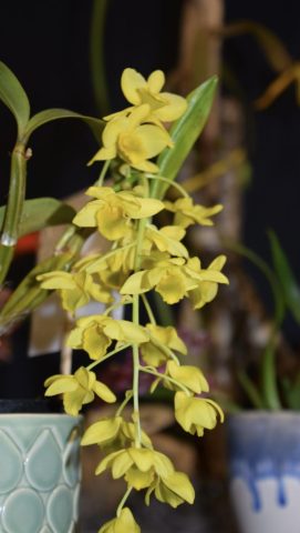 Dendrobium griffithianum - Christian St-Pierre