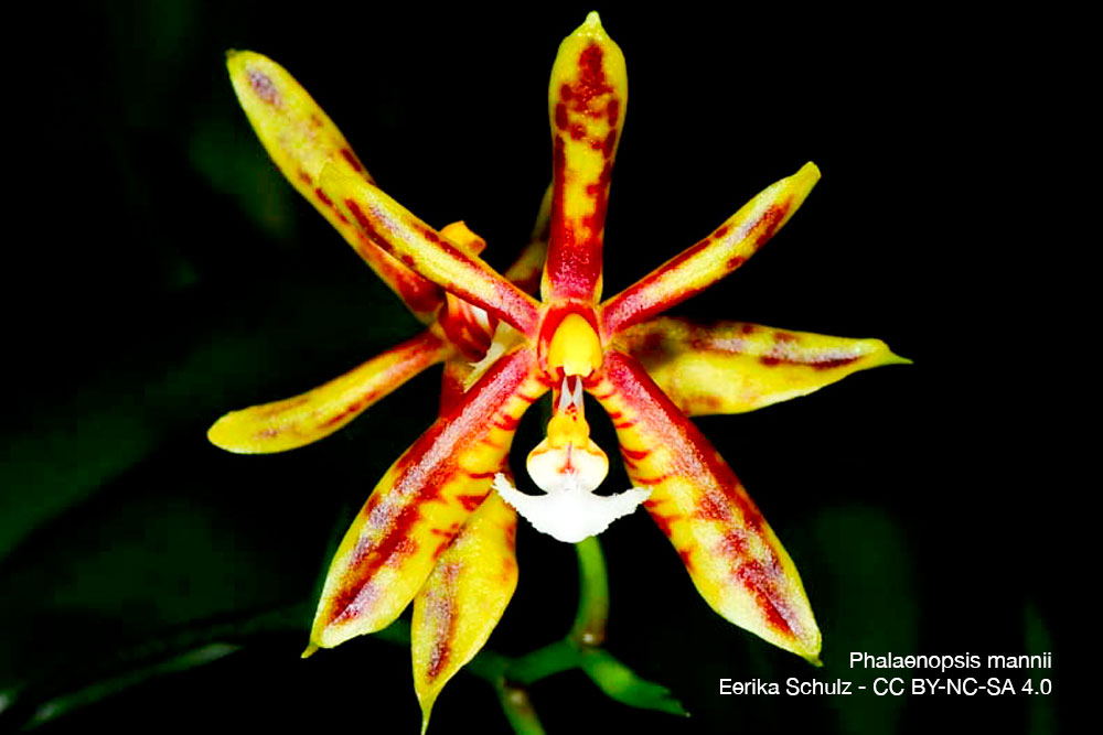 phalaenopsis mannii Orchidee Quebec