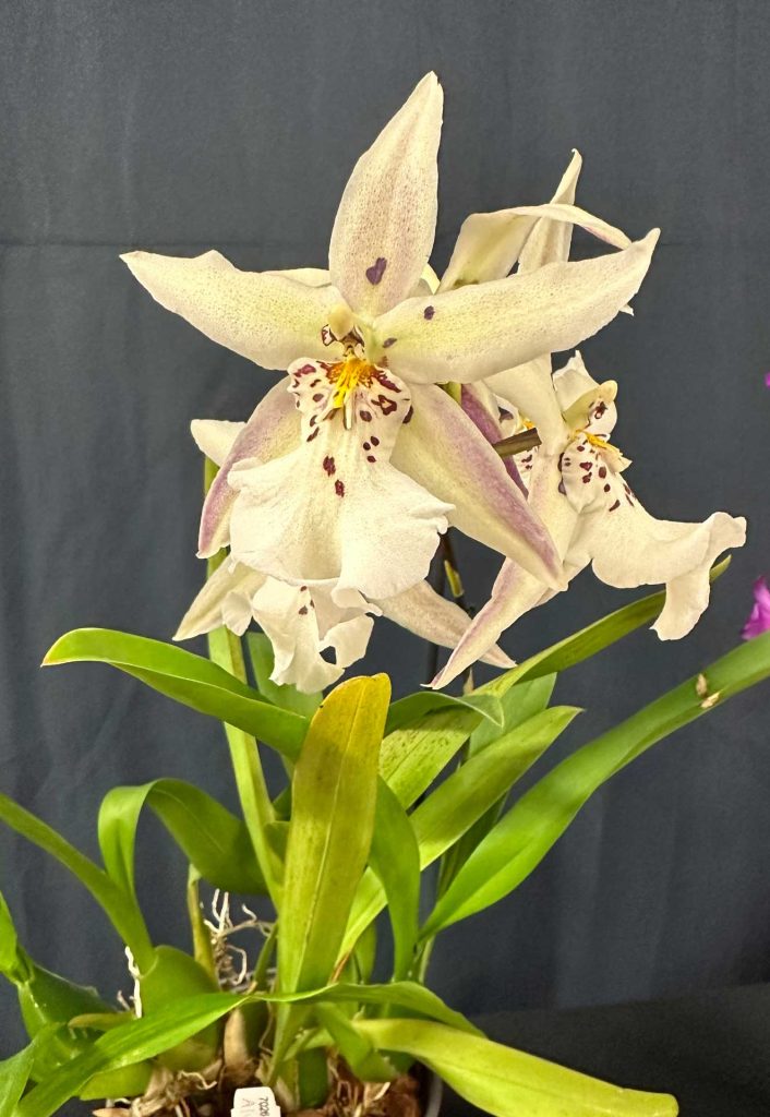 Alicear Winter Wonderland White Fairy Sophie Royer