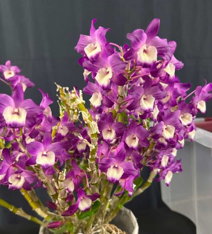 Dendrobium Hamana Lake 'Prism' - Lise Grenon
