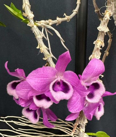 Dendrobium Nestor - Eric Dumont