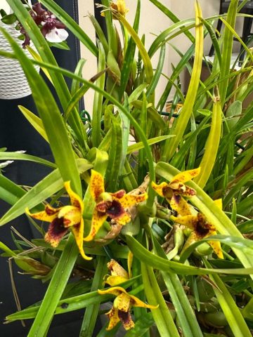 Maxillaria Ben Berliner - Patricia Caris