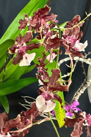 Oncidium Sharry Baby - Eric Dumont