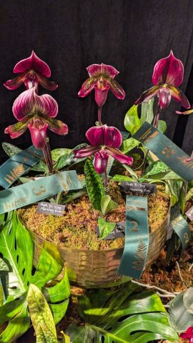 OrchidExpo-10 OrchidExpo 10 576x1024