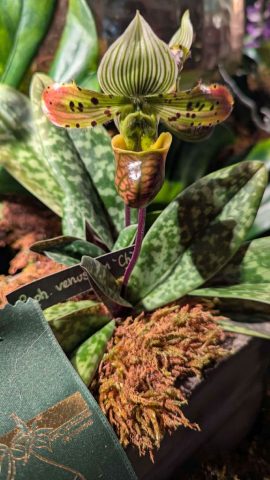OrchidExpo-13 OrchidExpo 13 576x1024