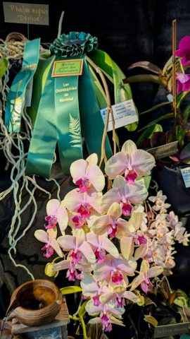 OrchidExpo-19 OrchidExpo 19 576x1024