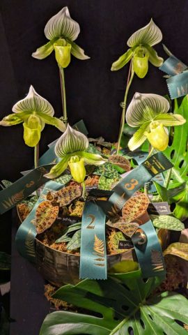 OrchidExpo-2 OrchidExpo 2 576x1024