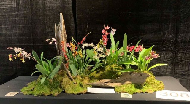 OrchidExpo-20 OrchidExpo 20 1024x561