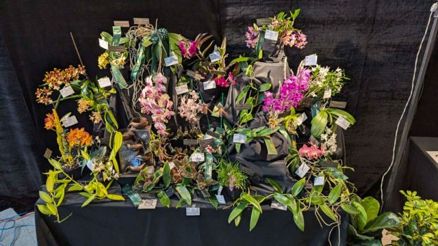 OrchidExpo-5 OrchidExpo 5 1024x576