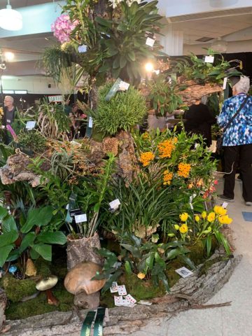 OrchidExpo-6 OrchidExpo 6 768x1024
