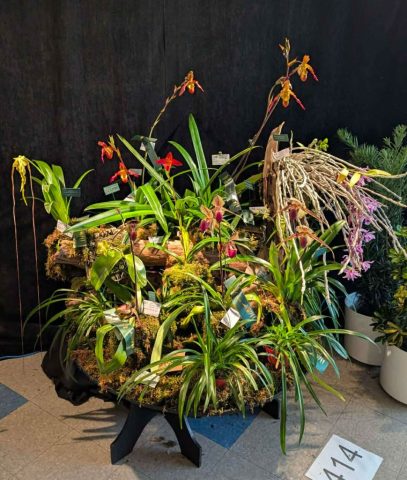 OrchidExpo-7 OrchidExpo 7 869x1024