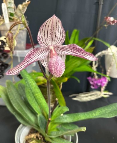Paphiopedilum Delrosi - Patricia Carris
