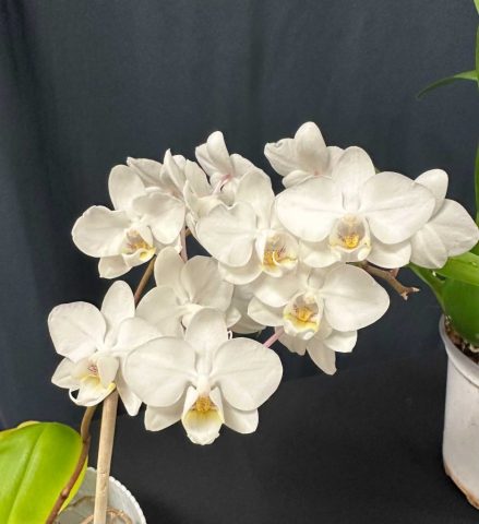 Phalaenopsis Blanc - Jean-B. Gagnon