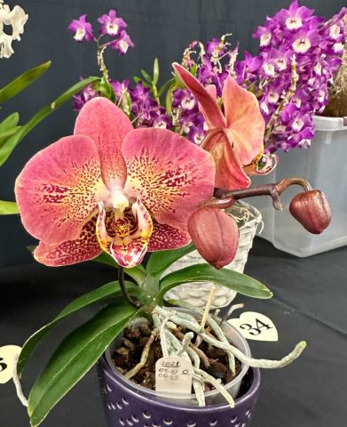 Phalaenopsis Maman - Marie Coté