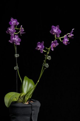 _DSC9717 DSC9717 682x1024
