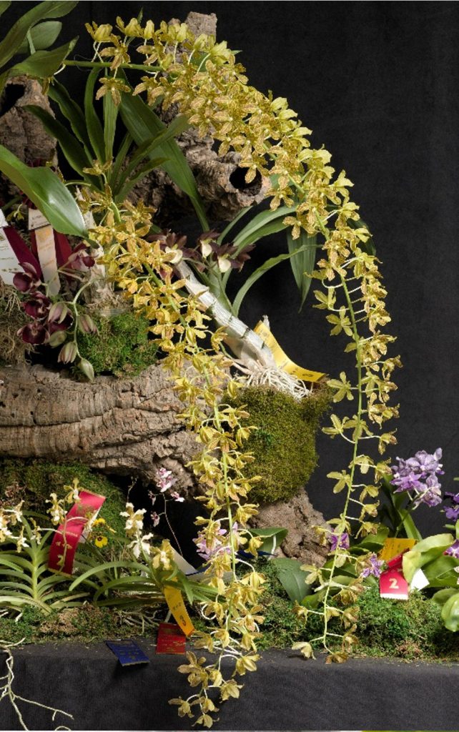 Ceci n’est pas un cours de grammaire : retour sur le Grammatophyllum Jairak Tiger × elegans, Orchidofolie 2026 1 Grammatophyllum 2