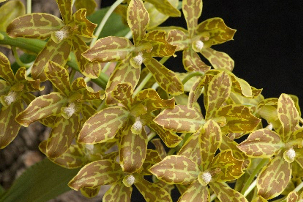 Ceci n’est pas un cours de grammaire : retour sur le Grammatophyllum Jairak Tiger × elegans, Orchidofolie 2026 2 Grammatophyllum 3