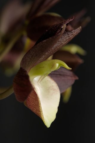Manu’sOrchids1 ManusOrchids1 682x1024