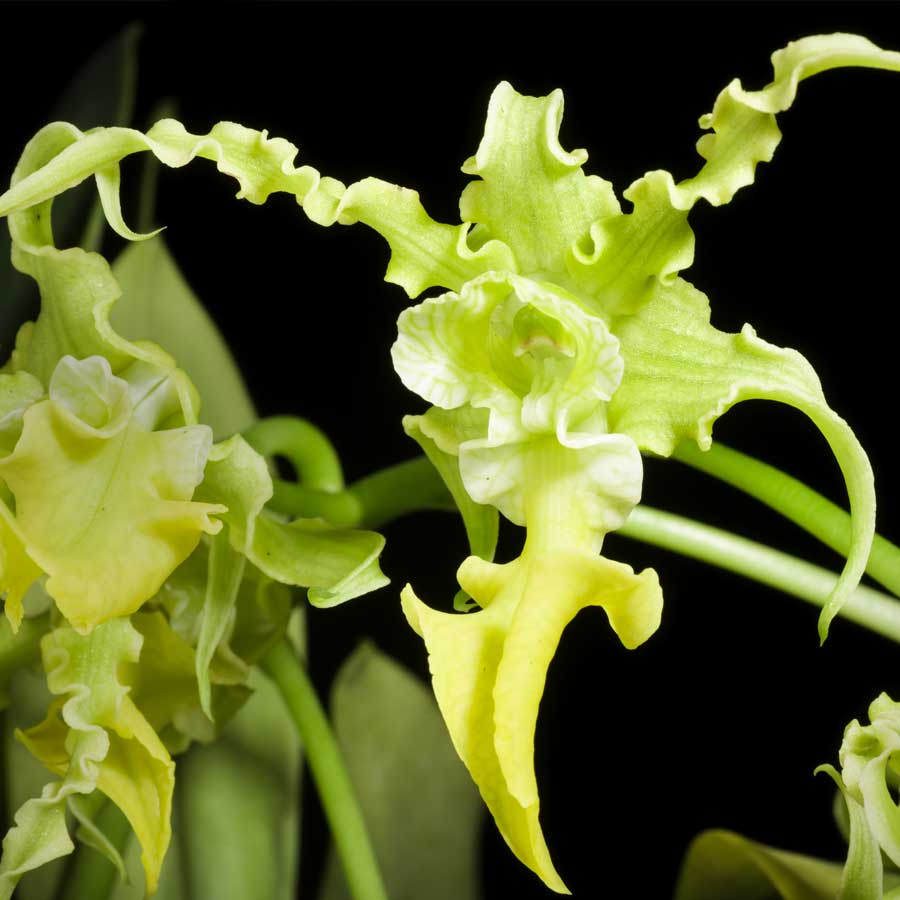 Dendrobium spectabile