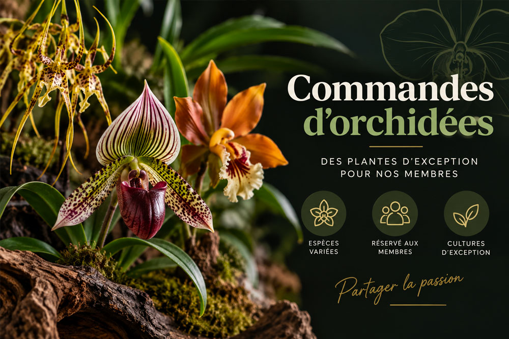 commande orchidee