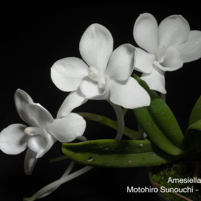 Amesiella-monticola-orchidee-de-nuit