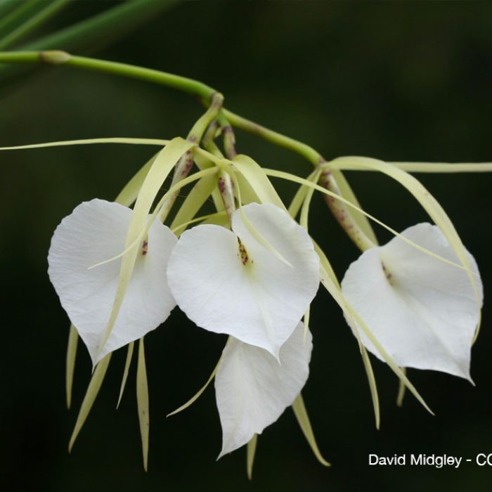Brassavola-nodosa-orchidee-quebec