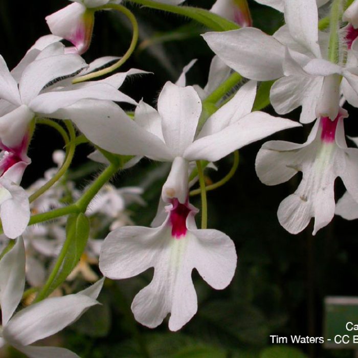 Calanthe-vestita