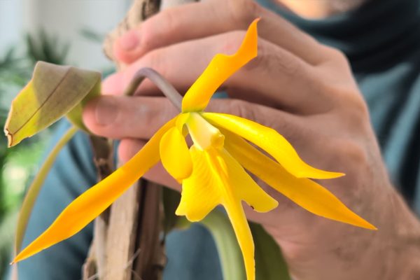 Epithechea_Ecuagenera_Care_overview