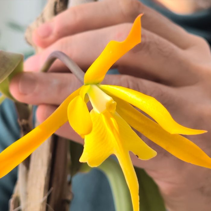Epithechea_Ecuagenera_Care_overview