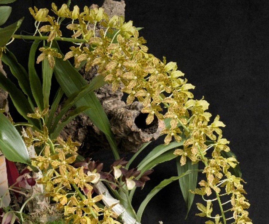 Grammatophyllum