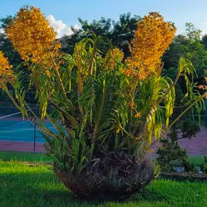 Grammatophyllum