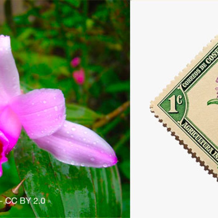 Orchidee-Quebec-Costa-Rica-Guaria-morada-3