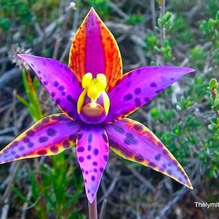 Orchidee-Thelymitra-variegata